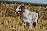 BORDER COLLIE 1080